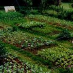 organic farm