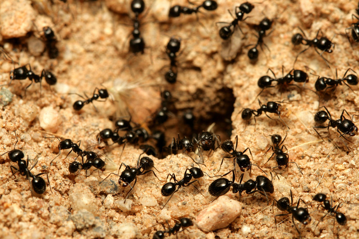 HOGARES DE COB: ¿SON LOS INSECTOS Y LOS RODENTOS UN PROBLEMA?