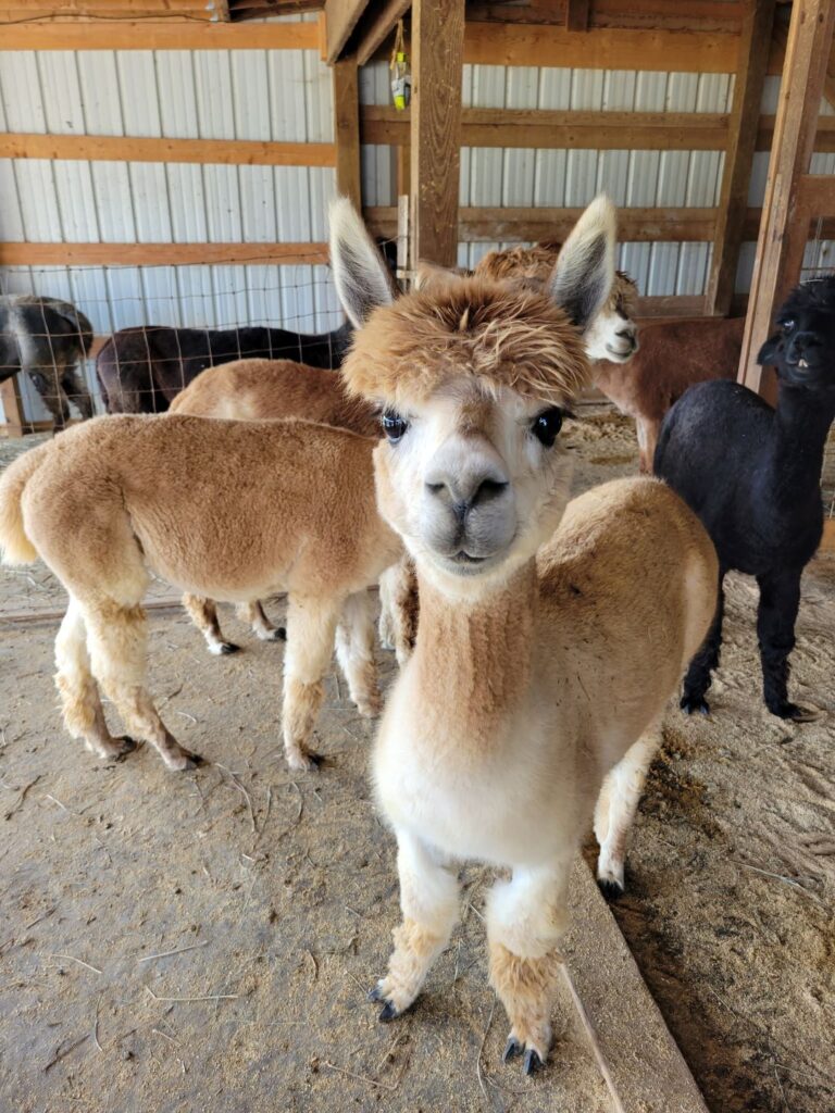 free alpaca tour